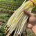 黄金财福韭黄种子黄韭高产农家大田韭黄籽秋冬四季种植