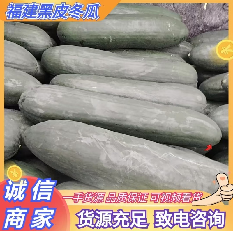 福建精品黑皮冬瓜吊冬瓜产地一手货源价格实惠量大从