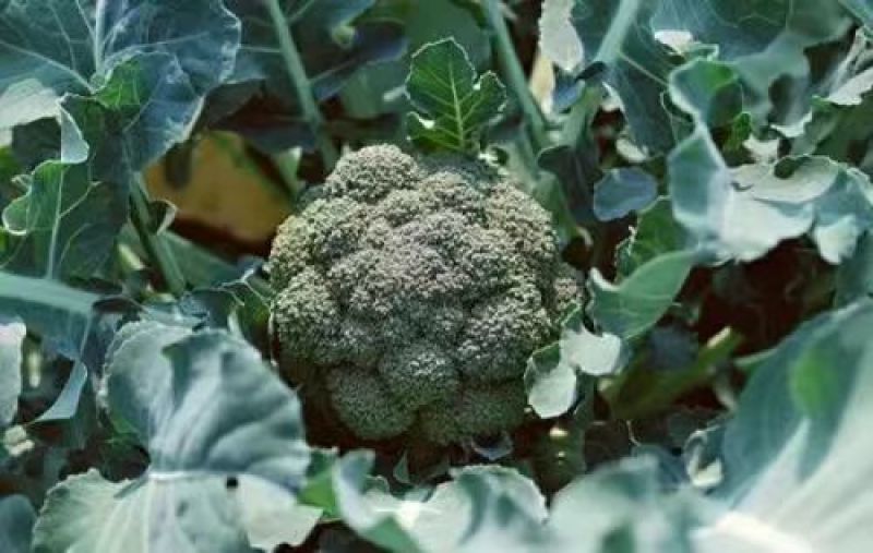 精品推荐西兰花产地一手货源大量上市对接市场电商