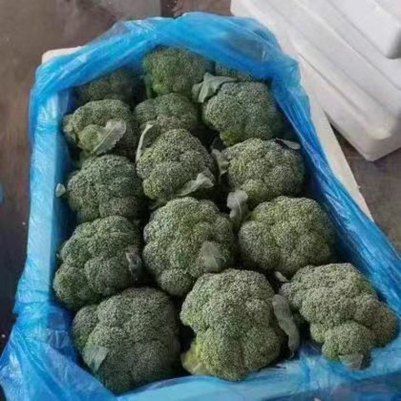 精品推荐西兰花产地一手货源大量上市对接市场电商