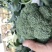 精品推荐西兰花产地一手货源大量上市对接市场电商
