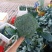 精品推荐西兰花产地一手货源大量上市对接市场电商