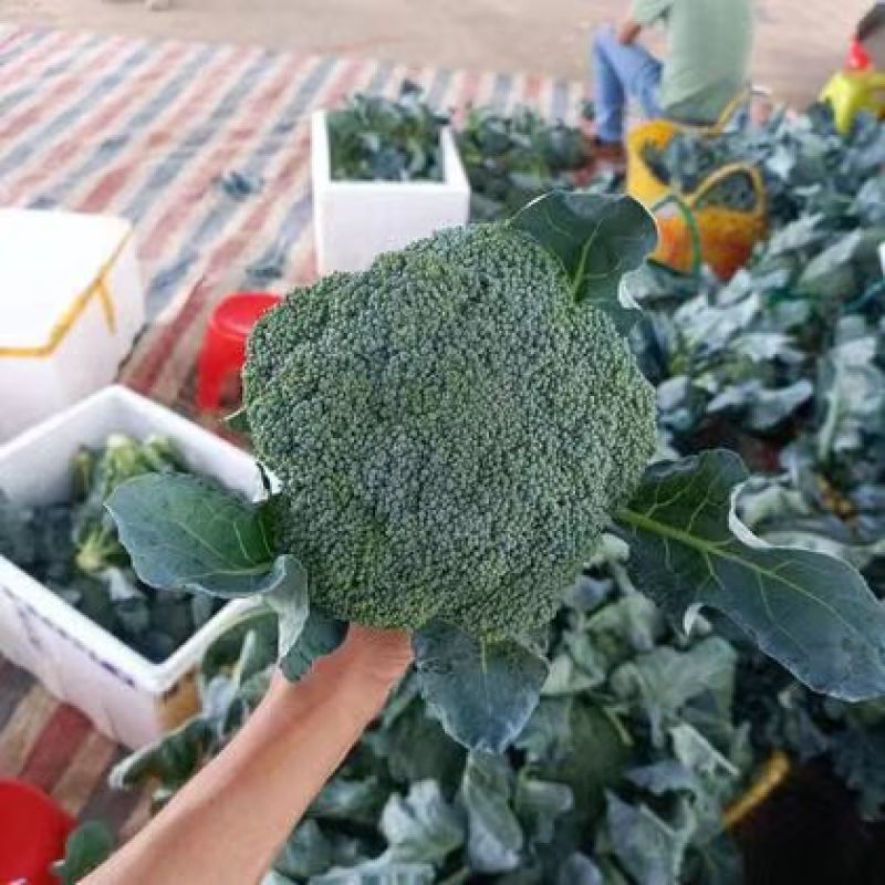 精品推荐西兰花产地一手货源大量上市对接市场电商