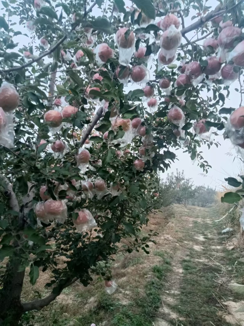 【推荐】精品红星苹果，产地直发价优可视频看货欢迎