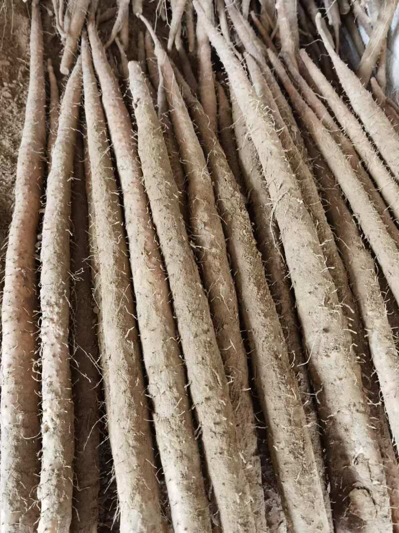 河北保定山药大量上市了价格便宜质量保障欢迎联系