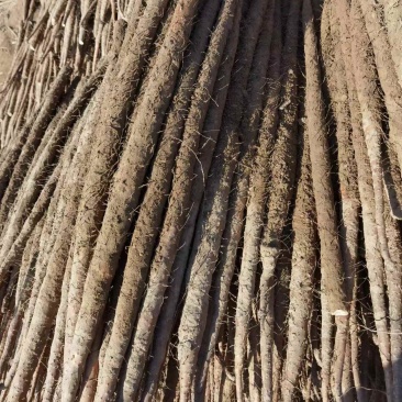 头茬麻山药2024年现货现发量大价优产地直供