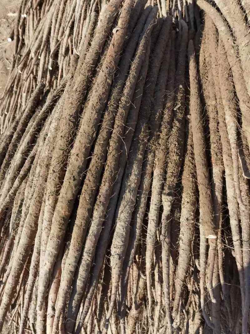 头茬麻山药2024年现货现发量大价优产地直供