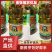 【金张掖农优品】张掖丹马二级菜籽油2L