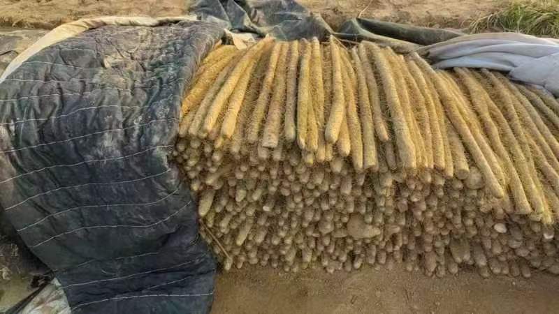 精品山药大量上市高价格可谈量大从优欢迎新老客户