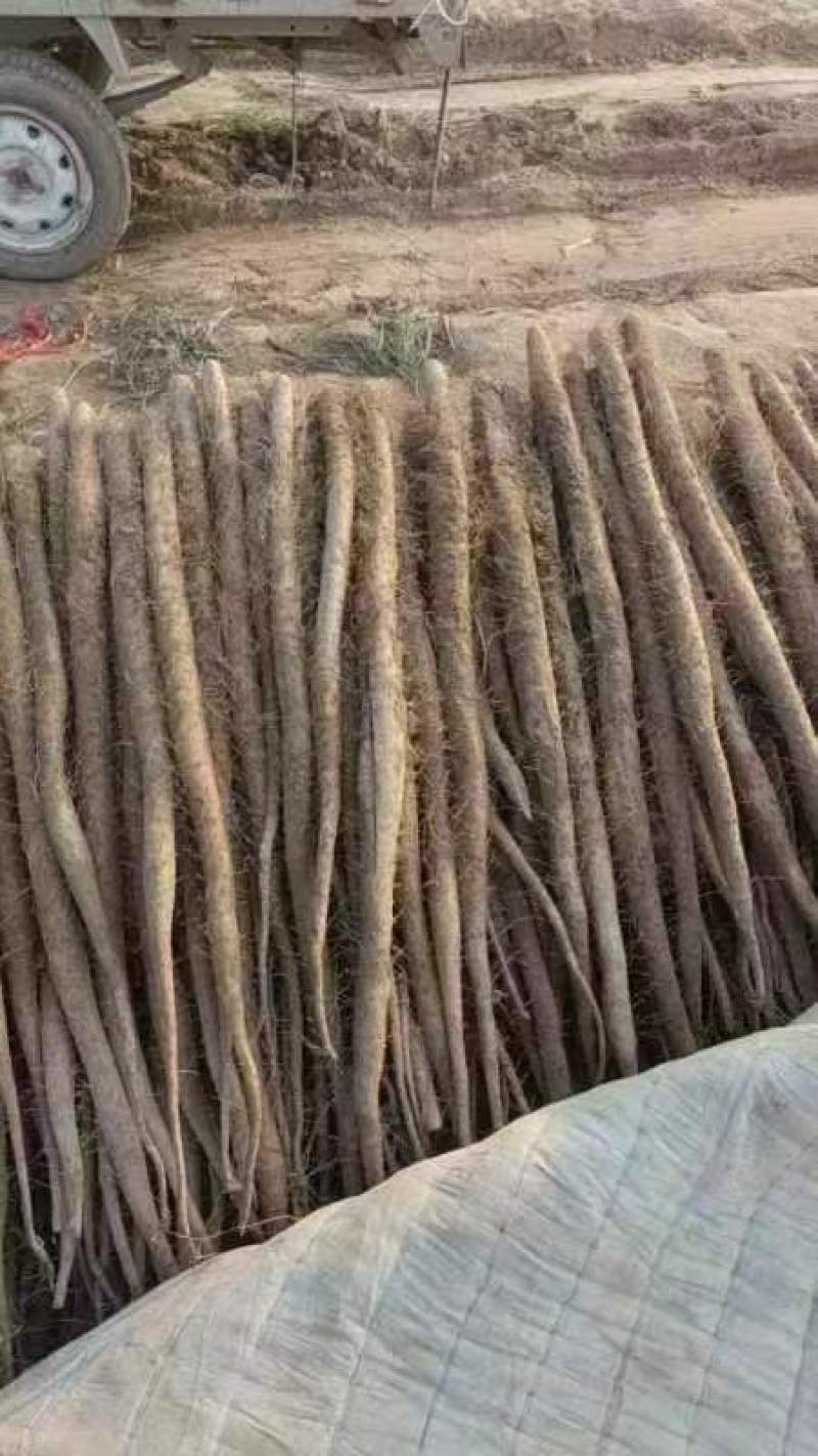 精品山药大量上市高价格可谈量大从优欢迎新老客户