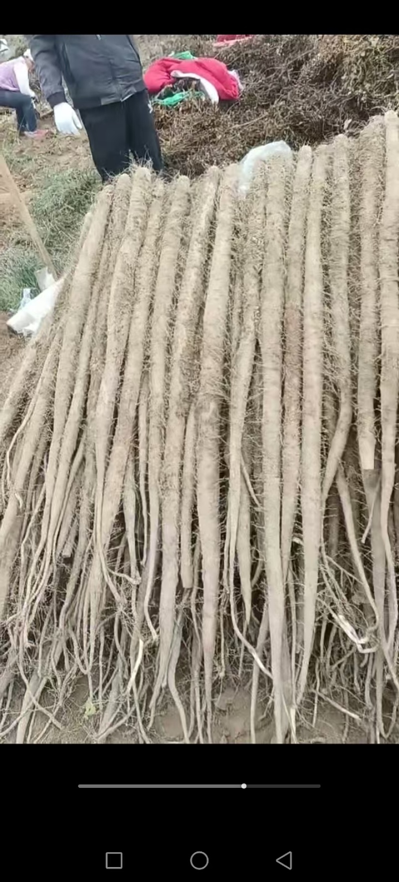 精品山药大量上市高价格可谈量大从优欢迎新老客户