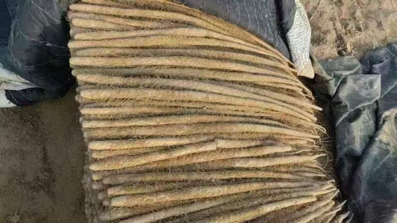 【精选山药】河南山药白玉山药大通货-价格优惠-支持看货