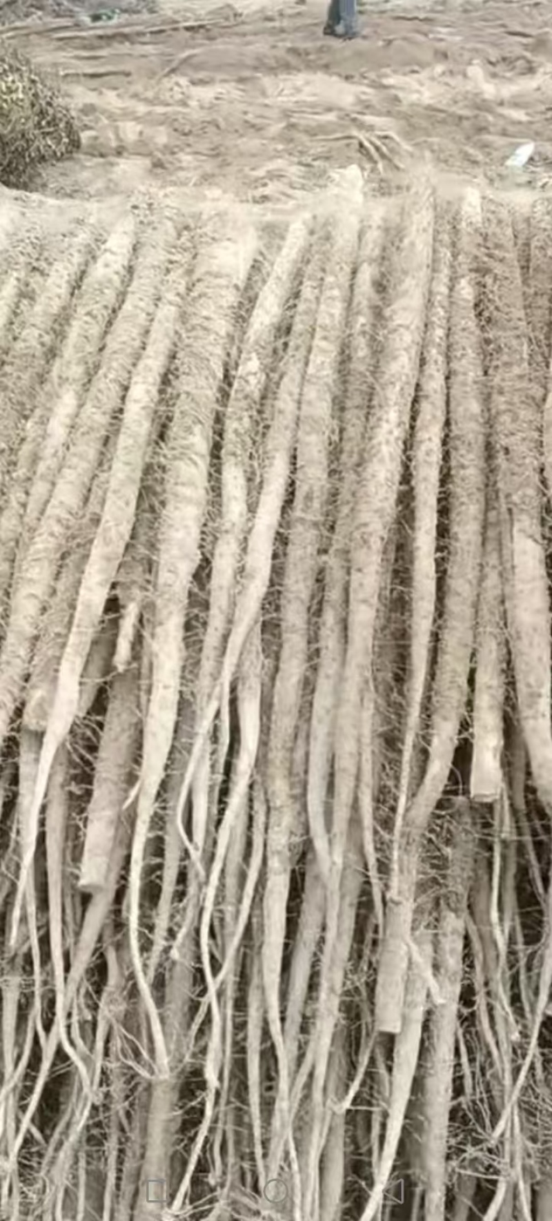 【精选山药】河南山药白玉山药大通货-价格优惠-支持看货