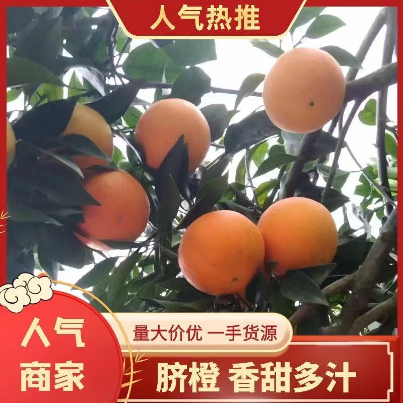 四川精品锦脐橙万亩产地现摘先发香甜多汁欢迎来电