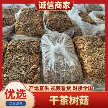 福建古田精品茶树菇鲜货干货均有卖相好价格低欢迎选购
