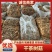 福建古田精品茶树菇鲜货干货均有卖相好价格低欢迎选购