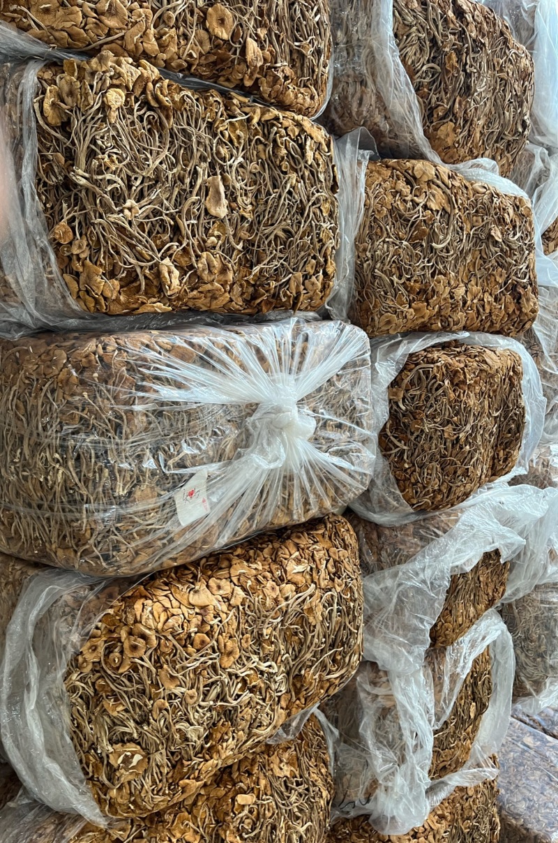 福建古田精品茶树菇鲜货干货均有卖相好价格低欢迎选购