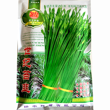 世纪苔韭种子抗倒伏高产苔韭籽大田分蘖抗寒耐热耐寒