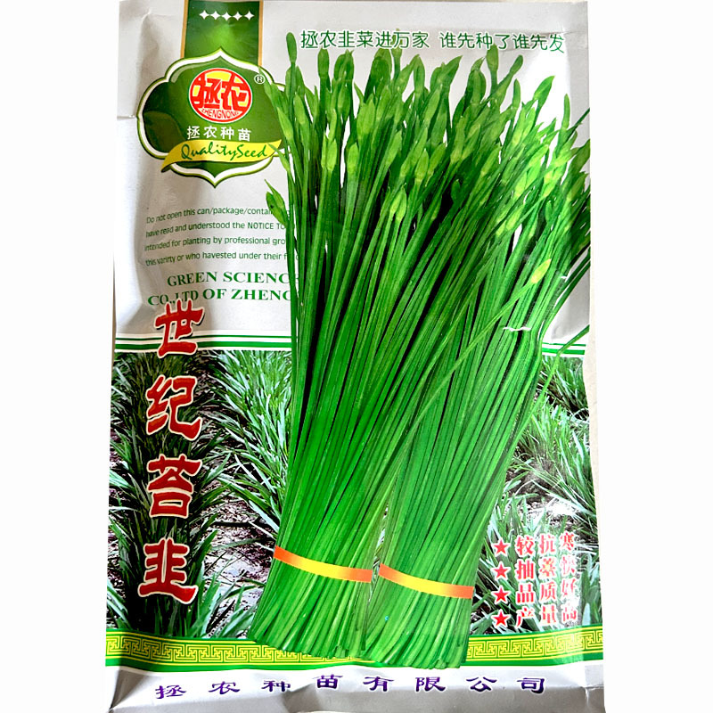 世纪苔韭种子抗倒伏高产苔韭籽大田分蘖抗寒耐热耐寒