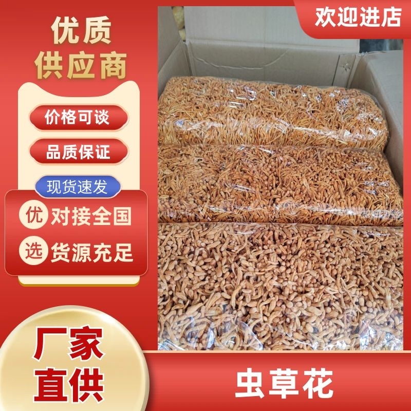 精品虫草花古田虫草花批发量大从优全国发货保质保量