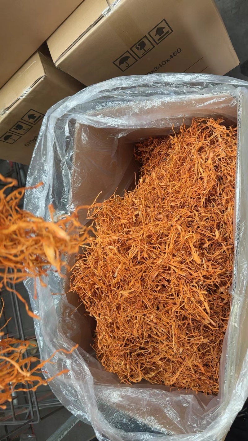 精品虫草花古田虫草花批发量大从优全国发货保质保量