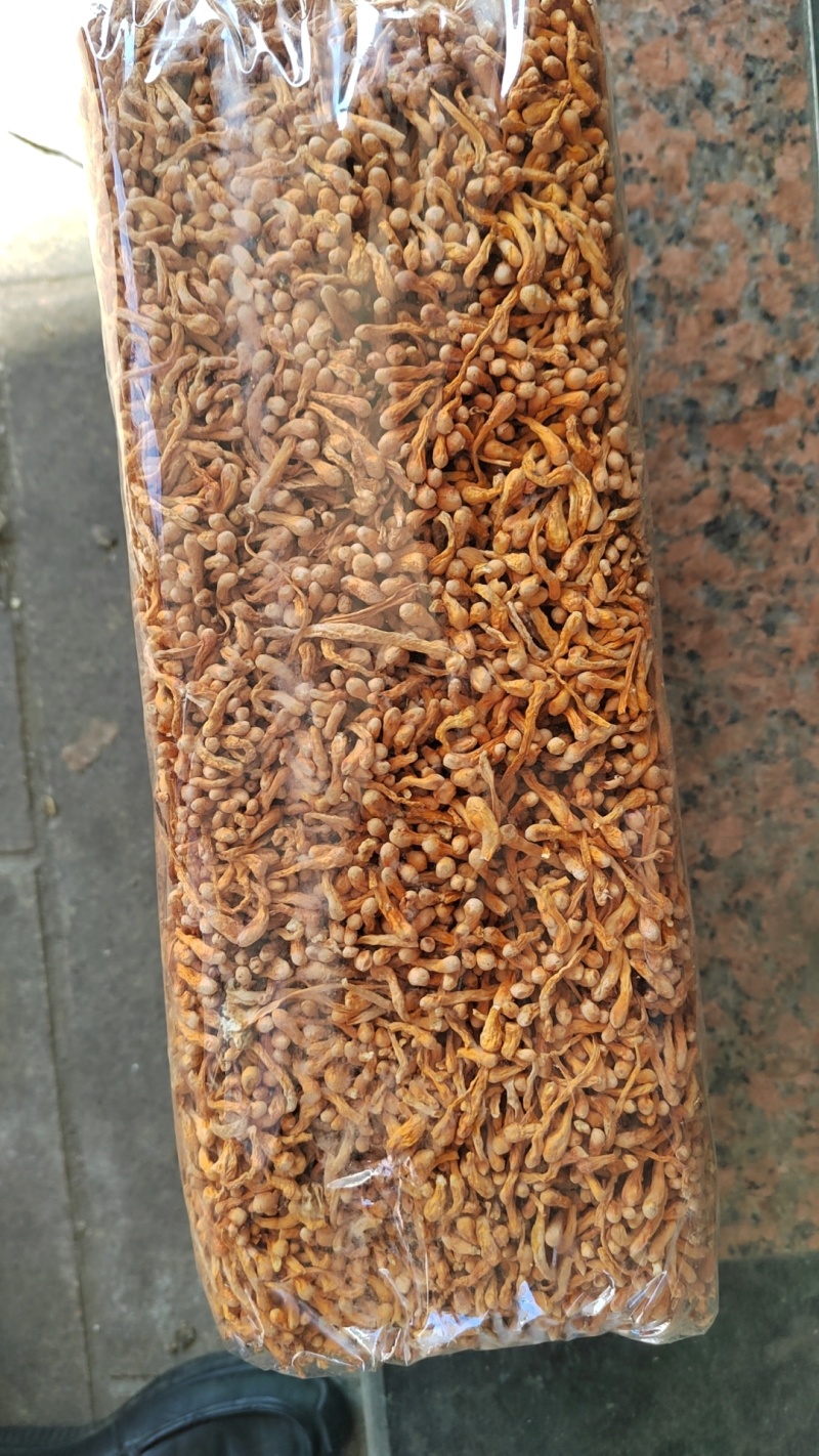 精品虫草花古田虫草花批发量大从优全国发货保质保量