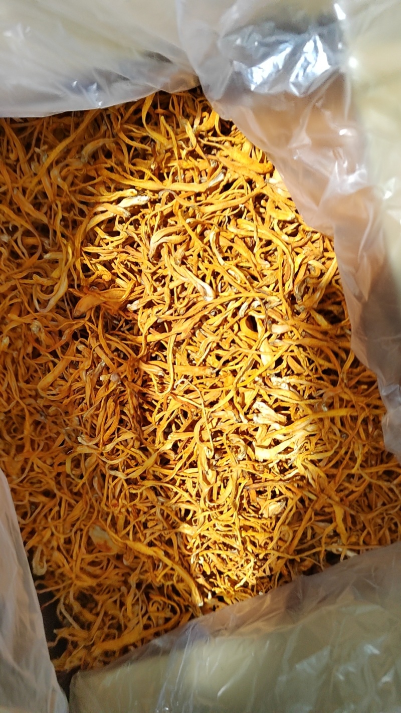 精品虫草花古田虫草花批发量大从优全国发货保质保量