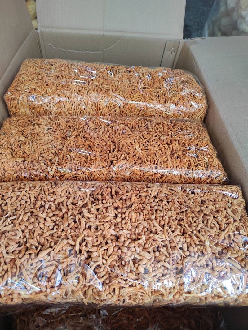 精品虫草花古田虫草花批发量大从优全国发货保质保量