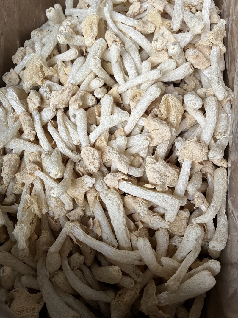 精品竹荪古田竹荪产地直发品质高价格好欢迎来电