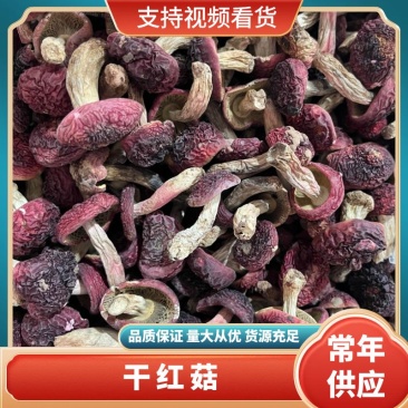 古田精品红菇大量上市产地直发品质保证欢迎来电咨询