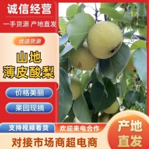 山地薄皮酸梨，产地直供，品质保障，欢迎致电