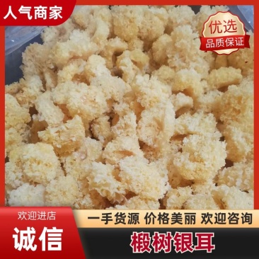 古田无硫椴木银耳产地直发规格齐全品质保证欢迎电话咨询