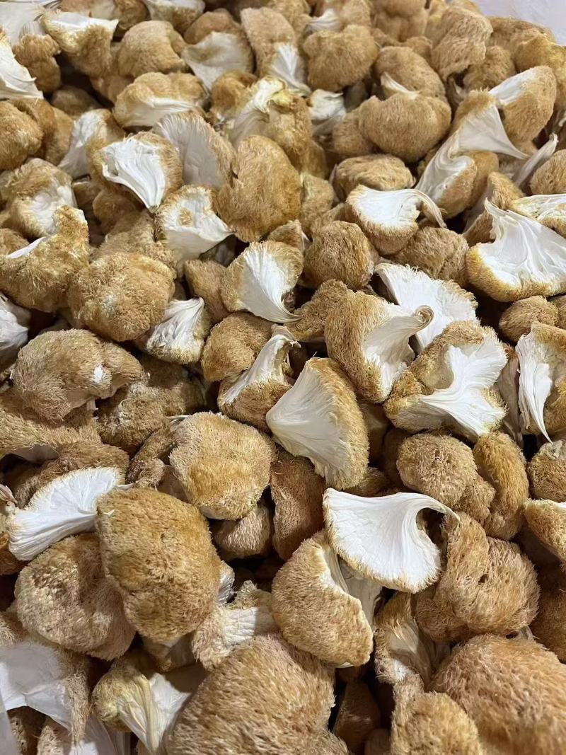 古田精品猴头菇产地直供质量保证货源充足欢迎选购