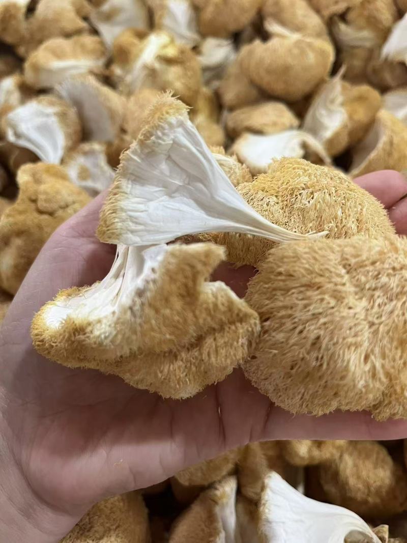 古田精品猴头菇产地直供质量保证货源充足欢迎选购