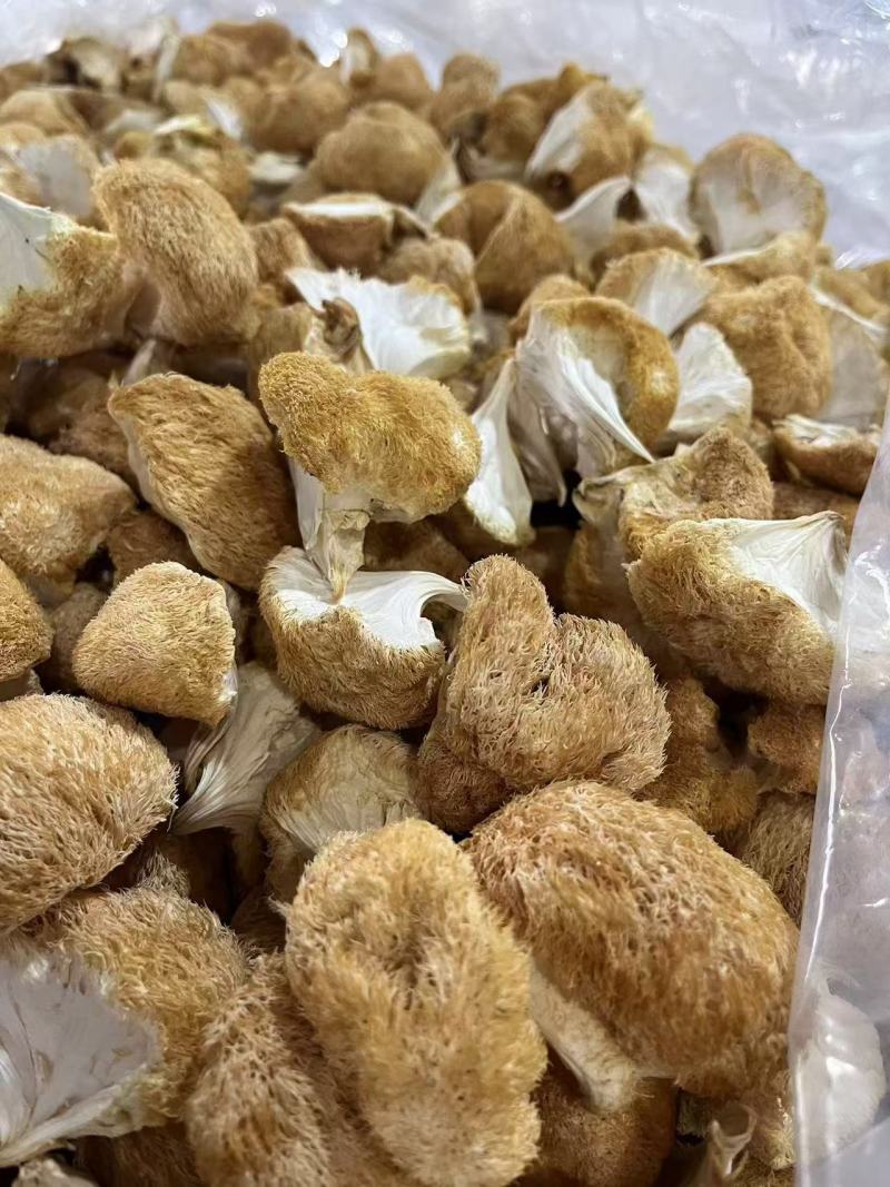 古田精品猴头菇产地直供质量保证货源充足欢迎选购