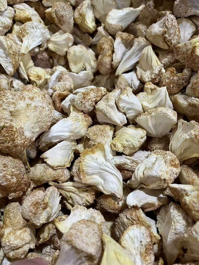 古田精品猴头菇产地直供质量保证货源充足欢迎选购
