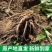 四川当归大量有货产地一手货源保证质量价格感人