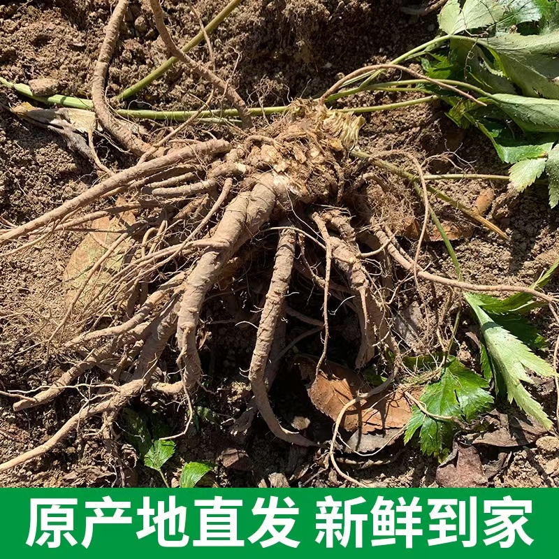 四川当归大量有货产地一手货源保证质量价格感人