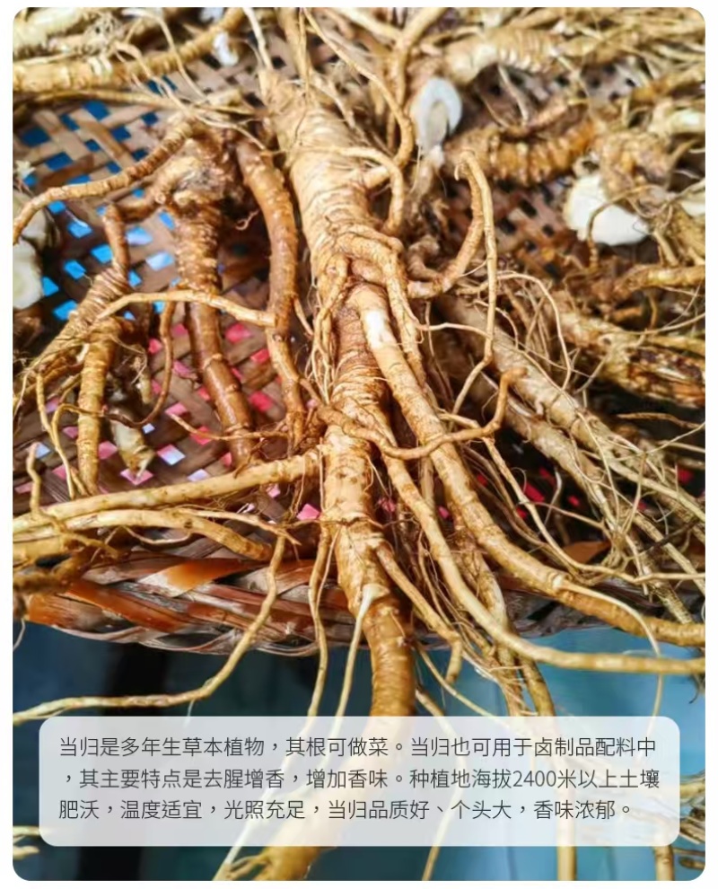 四川当归大量有货产地一手货源保证质量价格感人