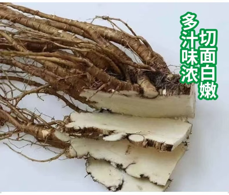 四川当归大量有货产地一手货源保证质量价格感人