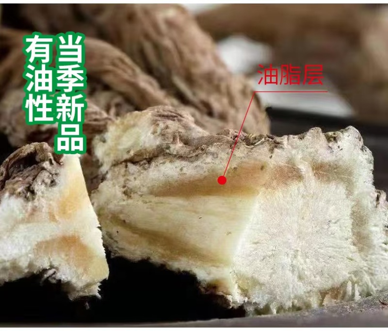 四川当归大量有货产地一手货源保证质量价格感人