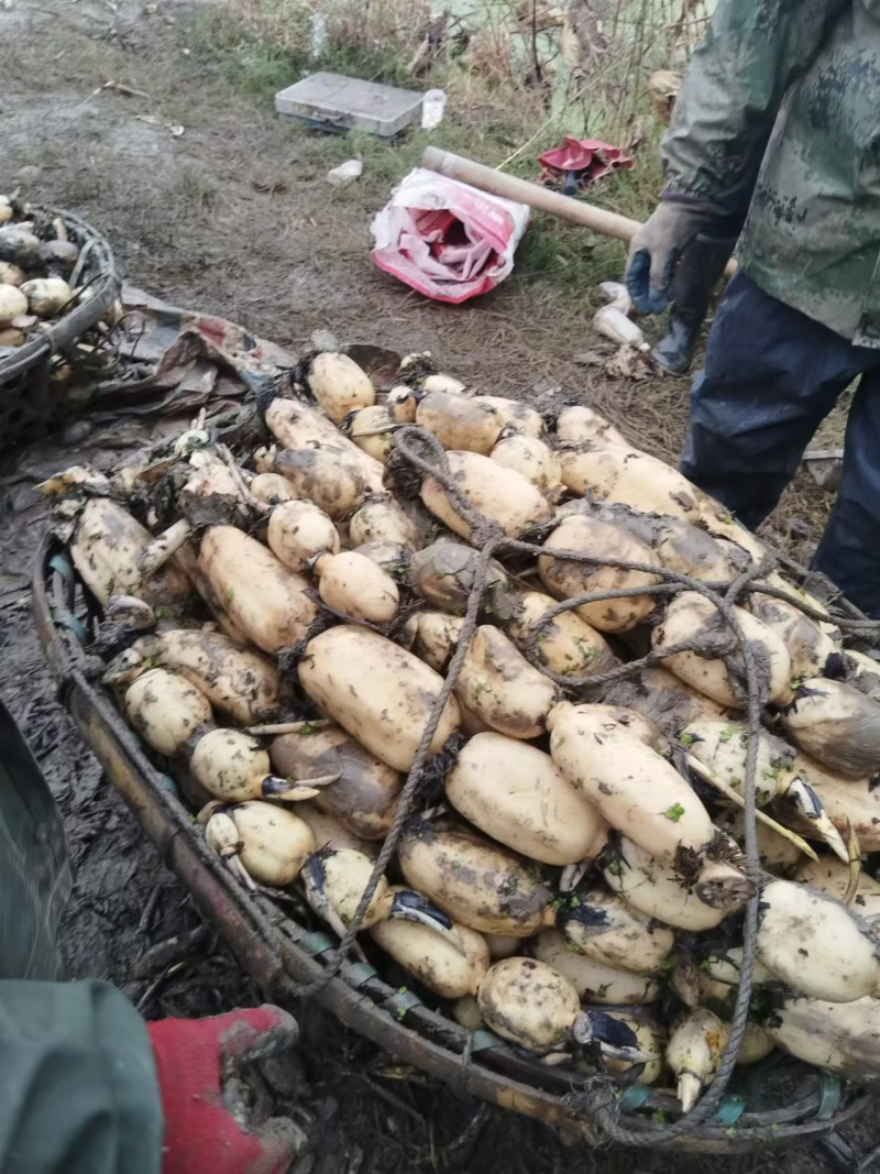 精品鄂莲6号莲藕3735产地直供提供一条龙服务欢迎咨询