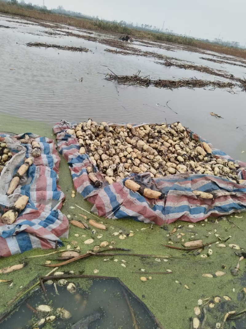 精品鄂莲6号莲藕3735产地直供提供一条龙服务欢迎咨询