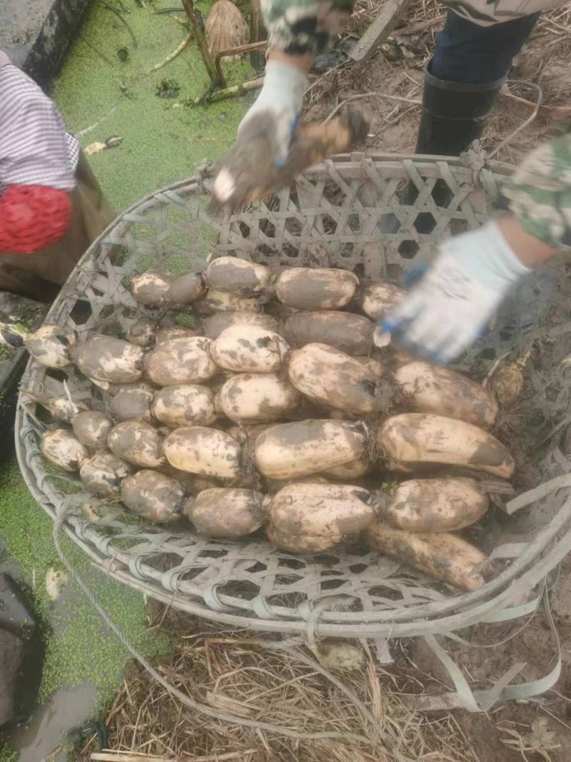 精品鄂莲6号莲藕3735产地直供提供一条龙服务欢迎咨询