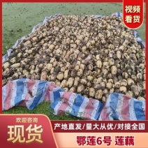 鄂莲6号优质莲藕产地直发对接全国市场电商商超