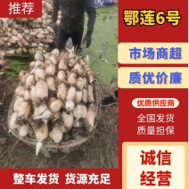 【莲藕】鄂莲6号安徽莲藕大量供应现挖现发对接全国市场