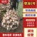 【莲藕】鄂莲6号安徽莲藕大量供应现挖现发对接全国市场