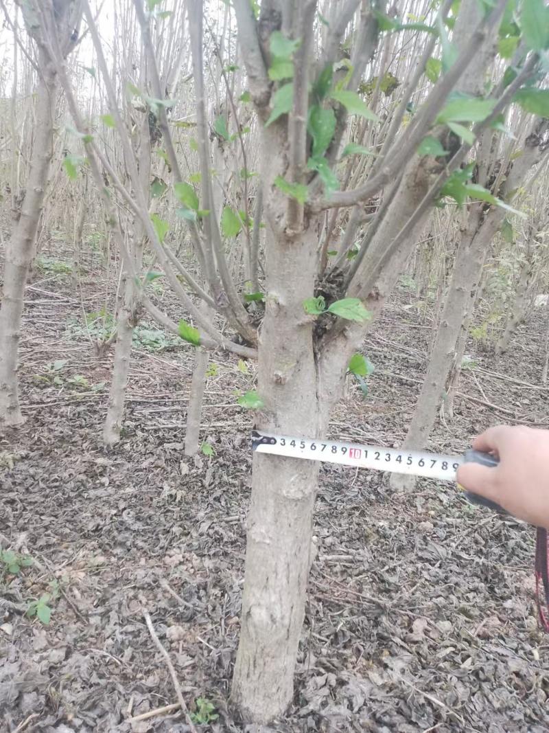 木槿树苗优质木槿树苗现挖先发欢迎采购视频看货