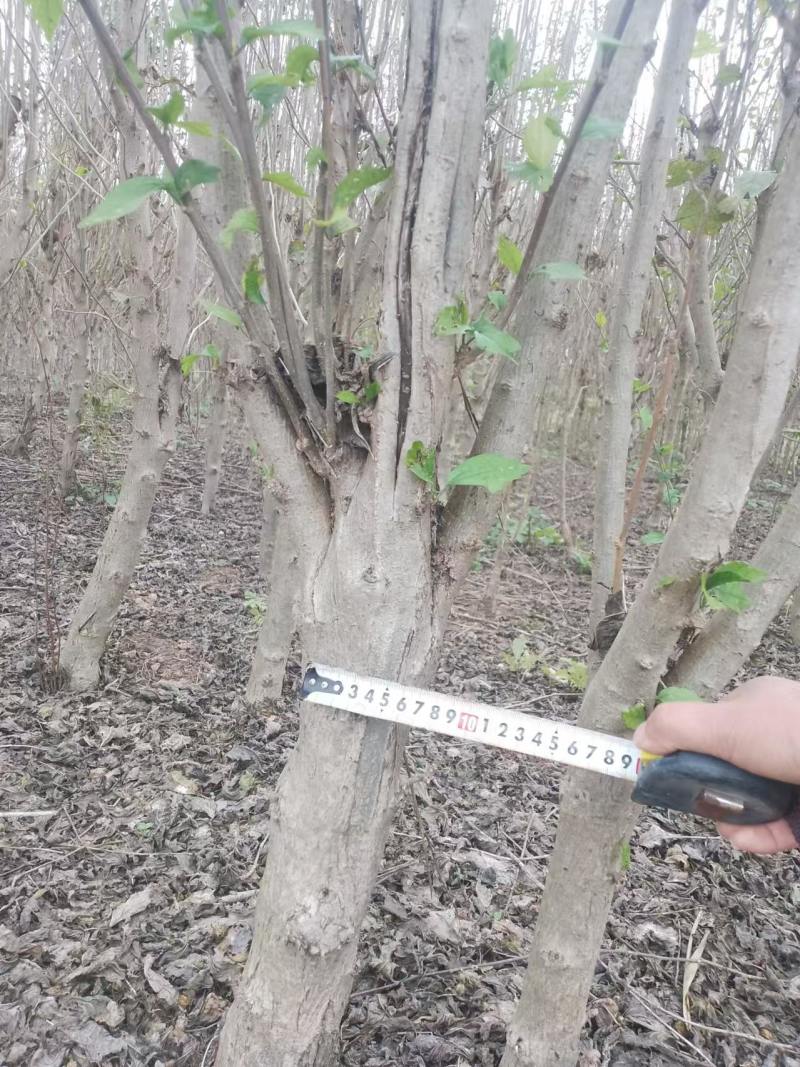 木槿树苗优质木槿树苗现挖先发欢迎采购视频看货