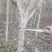 木槿树苗优质木槿树苗现挖先发欢迎采购视频看货